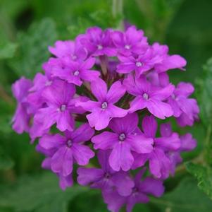 Verbena 'Homestead Purple'