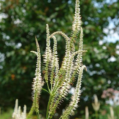 Veronicastrum virginicum 