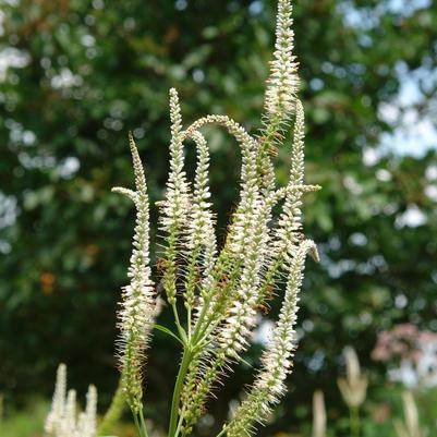 Veronicastrum virginicum '' Culver's root from North Creek Nurseries