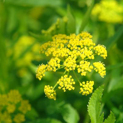 Zizia aurea '' golden Alexanders from North Creek Nurseries