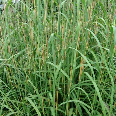 Andropogon gerardii '' big bluestem from North Creek Nurseries