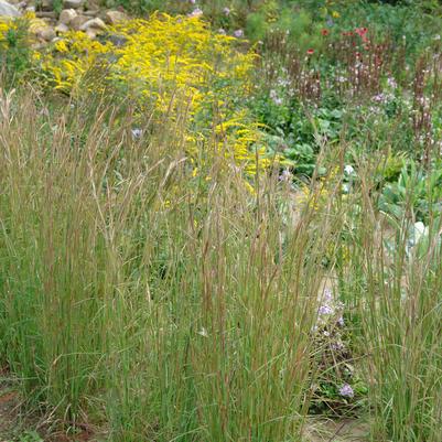 Andropogon virginicus '' broomsedge from North Creek Nurseries