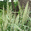 Calamagrostis brachytricha '' Korean feather reed grass from North Creek Nurseries