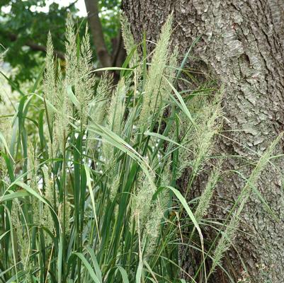 Calamagrostis brachytricha