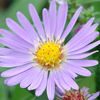 Aster 'Wood's Blue' aster from North Creek Nurseries