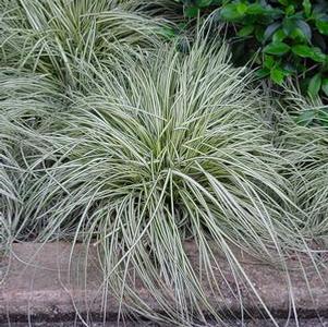 Carex oshimensis 'Evergold' golden sedge from North Creek Nurseries