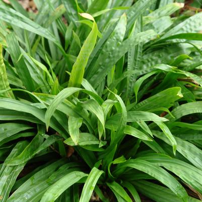 Carex plantaginea '' seersucker sedge from North Creek Nurseries