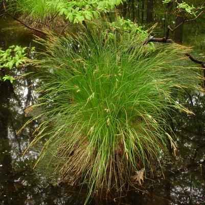 Carex stricta '' tussock sedge from North Creek Nurseries