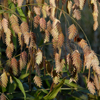 Chasmanthium latifolium '' Northern sea oats from North Creek Nurseries
