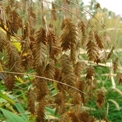 Chasmanthium latifolium '' northern sea oats from North Creek Nurseries