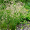 Deschampsia flexuosa '' wavy hairgrass from North Creek Nurseries