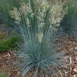 Festuca glauca 'Elijah Blue' common blue fescue from North Creek Nurseries