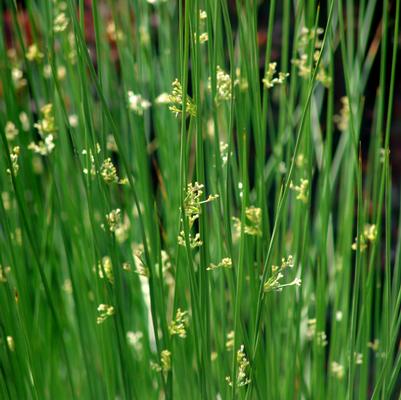 Juncus effusus