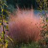 Muhlenbergia capillaris '' hair-awn muhly, pink hairgrass from North Creek Nurseries