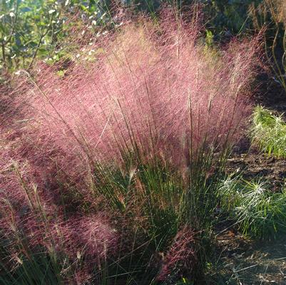Muhlenbergia capillaris 