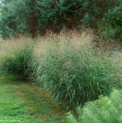 Panicum virgatum 