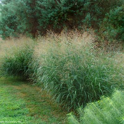 Panicum virgatum '' switchgrass from North Creek Nurseries