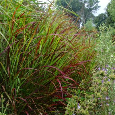 Panicum virgatum Shenandoah