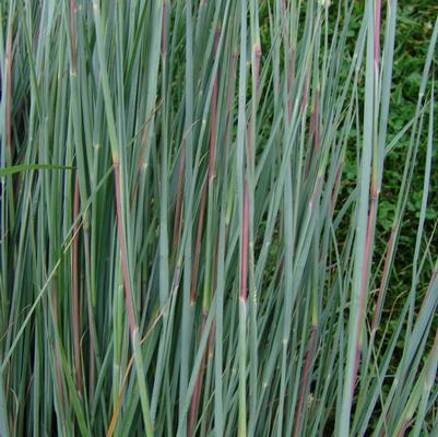 Schizachyrium scoparium '' little bluestem from North Creek Nurseries