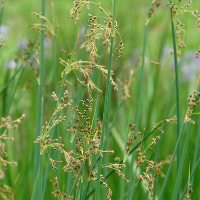 Scirpus validus '' softstem bulrush from North Creek Nurseries