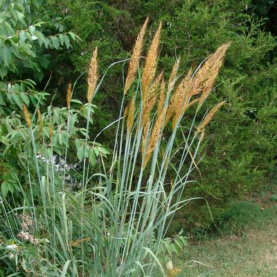 Sorghastrum nutans 