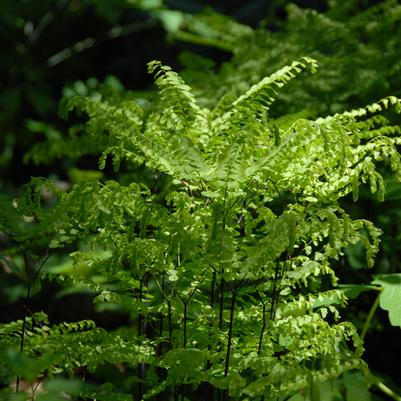 Adiantum pedatum '' northern maidenhair from North Creek Nurseries