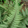 Athyrium × 'Ghost' lady fern from North Creek Nurseries