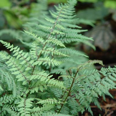 Athyrium × 'Ghost' lady fern from North Creek Nurseries