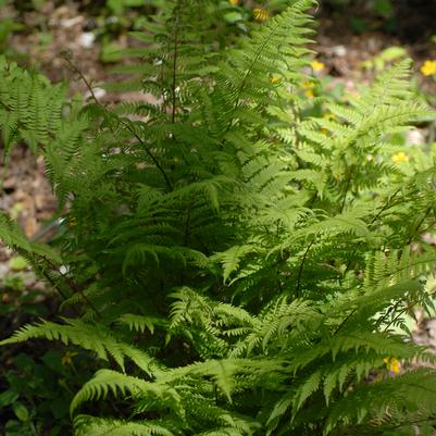 Athyrium angustum forma rubellum 'Lady in Red'