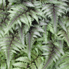 Athyrium niponicum var. pictum '' Japanese painted fern from North Creek Nurseries