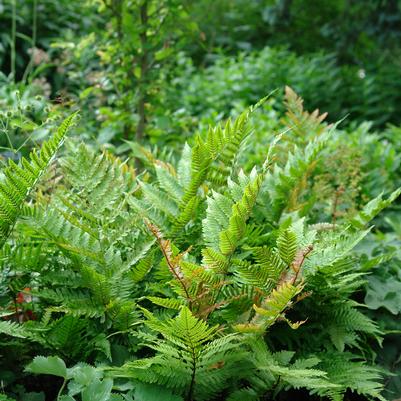 Dryopteris erythrosora 'Brilliance' autumn fern from North Creek Nurseries