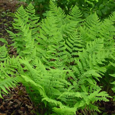 Dryopteris marginalis 