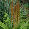 Osmunda cinnamomea '' cinnamon fern from North Creek Nurseries