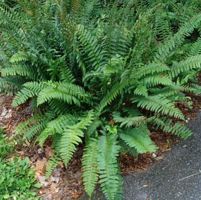 Polystichum acrostichoides 
