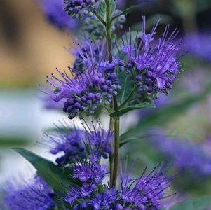 Caryopteris × clandonensis 'Dark Knight' blue mist shrub, bluebeard from North Creek Nurseries