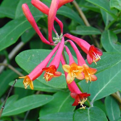 Lonicera sempervirens '' trumpet honeysuckle from North Creek Nurseries