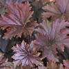 Heuchera villosa 'Bronze Wave' hairy alumroot, coral bells from North Creek Nurseries
