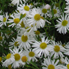 Boltonia asteroides 'Snowbank' white doll's daisy, false aster from North Creek Nurseries