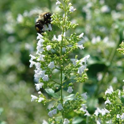 Calamintha nepeta ssp. glandulosa 'White Cloud' lesser calamint from North Creek Nurseries