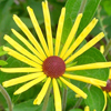 Rudbeckia subtomentosa 'Henry Eilers' sweet coneflower from North Creek Nurseries