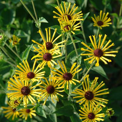 Rudbeckia subtomentosa Henry Eilers