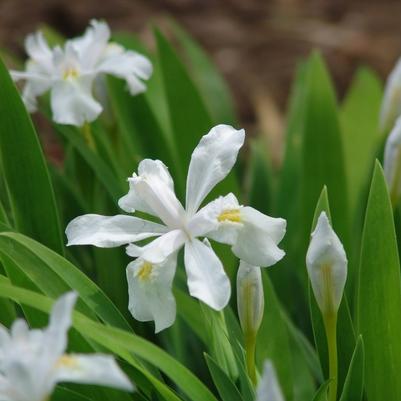 Iris cristata 'Tennessee White'