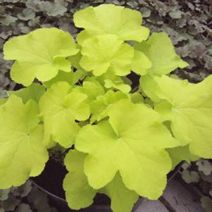 Heuchera 'Citronelle' alumroot, coral bells from North Creek Nurseries