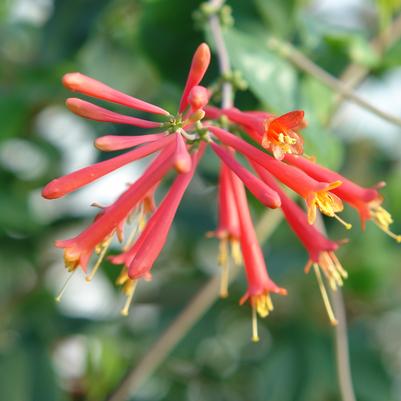 Lonicera sempervirens 'Major Wheeler' trumpet honeysuckle from North Creek Nurseries