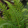 Phegopteris decursive-pinnata '' Japanese beech fern from North Creek Nurseries