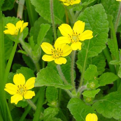 Chrysogonum virginianum 'Allen Bush' green and gold from North Creek Nurseries