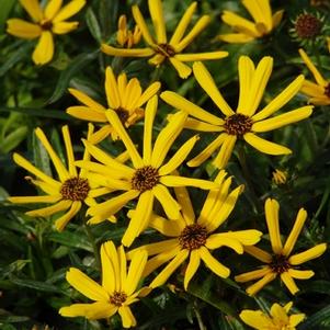 willowleaf sunflower, swamp sunflower