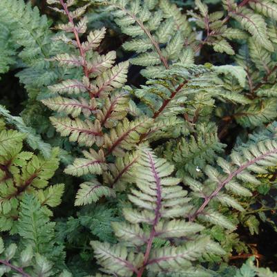 Athyrium niponicum Regal Red