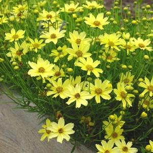 Coreopsis 'Crème Brûlée' tickseed from North Creek Nurseries