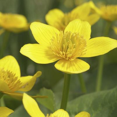 Caltha palustris '' marsh marigold from North Creek Nurseries